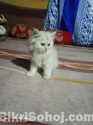 পারশিয়ান ক্যাড